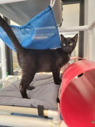 An adult medium-sized female Domestic Short Hair cat named Ophelia for adoption in Fergus Falls, MN