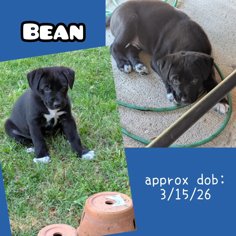 Bean