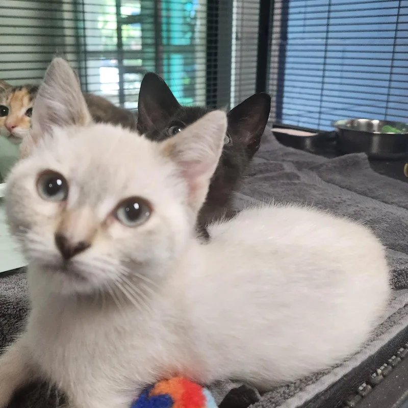A baby medium-sized female Buff & White Siamese cat named Poundcake for adoption in Charleston, SC