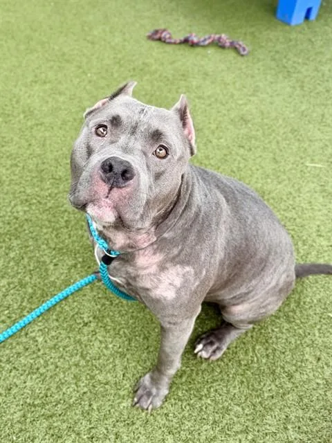 An adult large-sized male Terrier dog named Knox for adoption in Olivette, MO