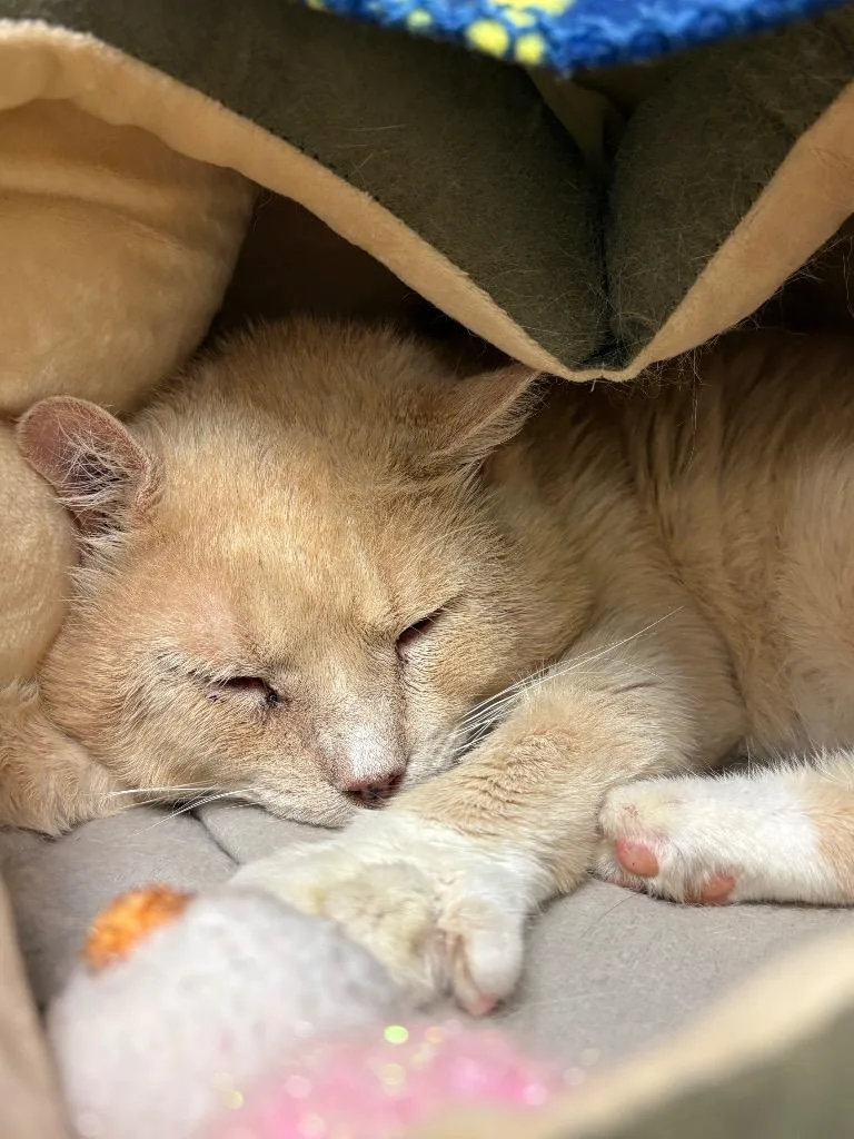 An adult medium-sized male Domestic Short Hair cat named Mr. Cheeks for adoption in Johnson City, TN
