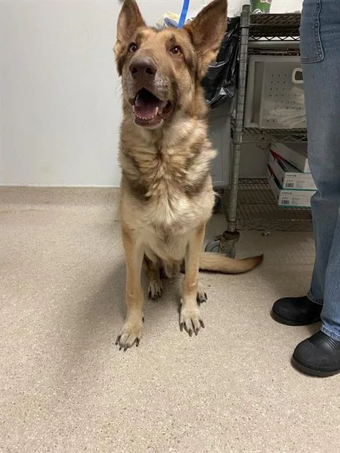 An adult large-sized male German Shepherd Dog dog named Luca for adoption in Bakersfield, CA