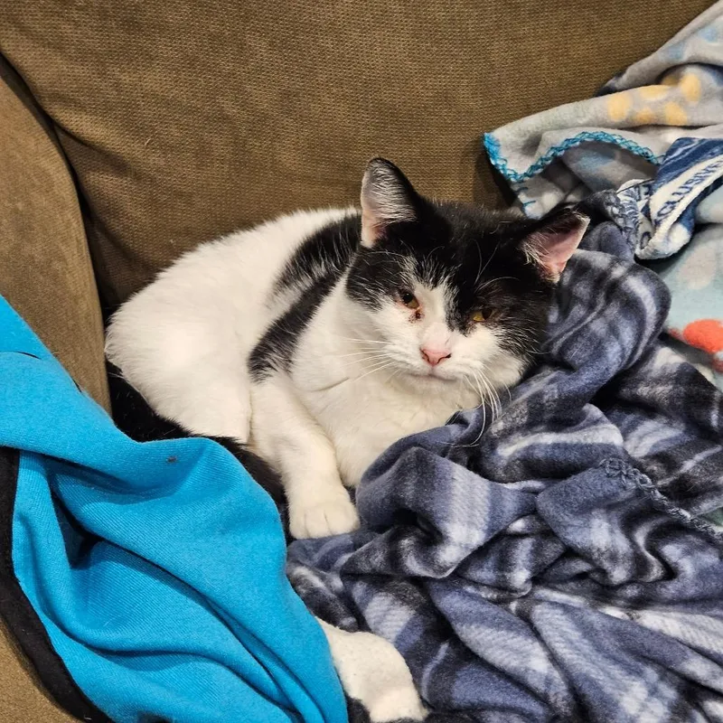 Comet Orr thumbnail 2