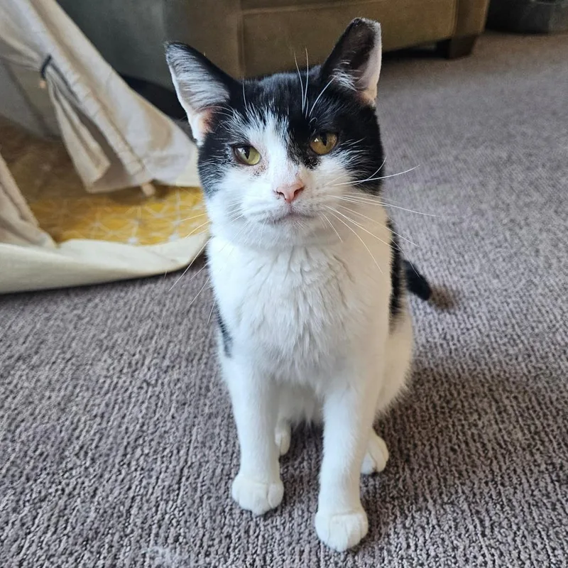 Comet Orr thumbnail 3