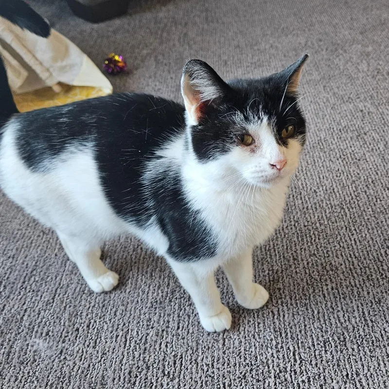 Comet Orr thumbnail 4