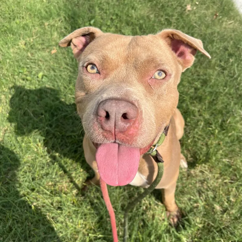 King Simba thumbnail 4