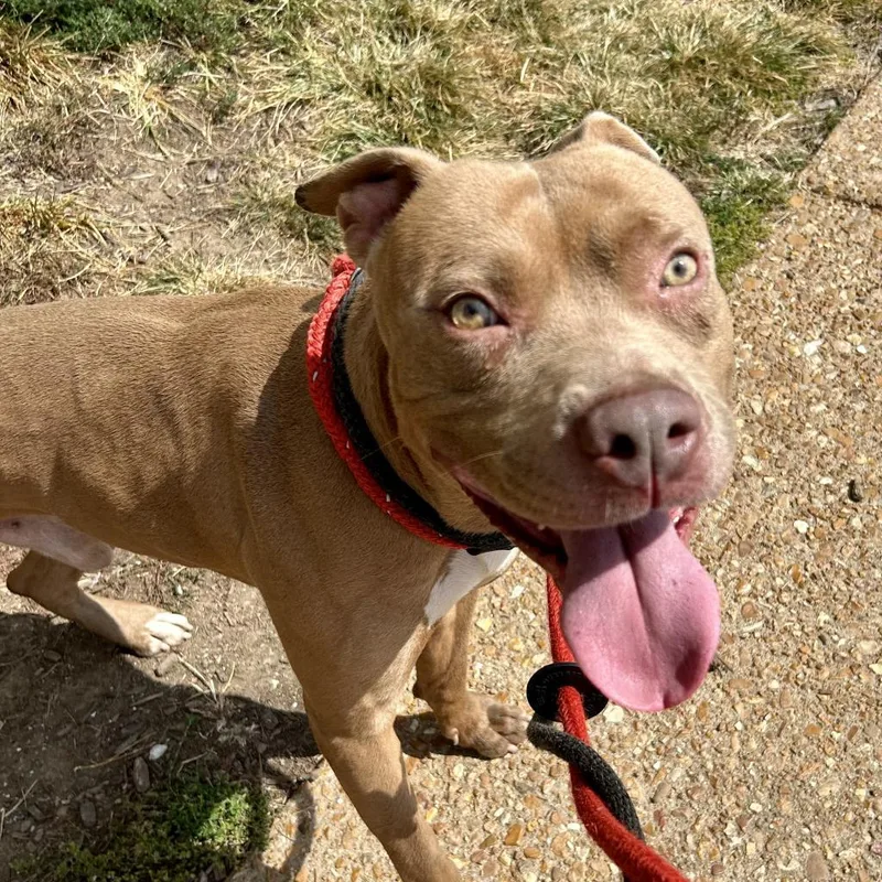 King Simba thumbnail 5