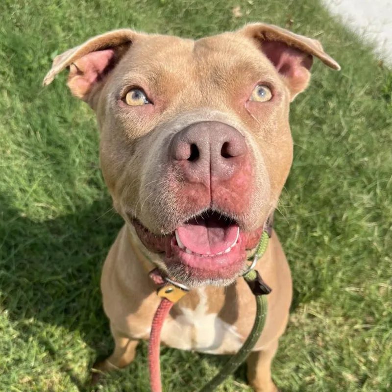 King Simba thumbnail 6