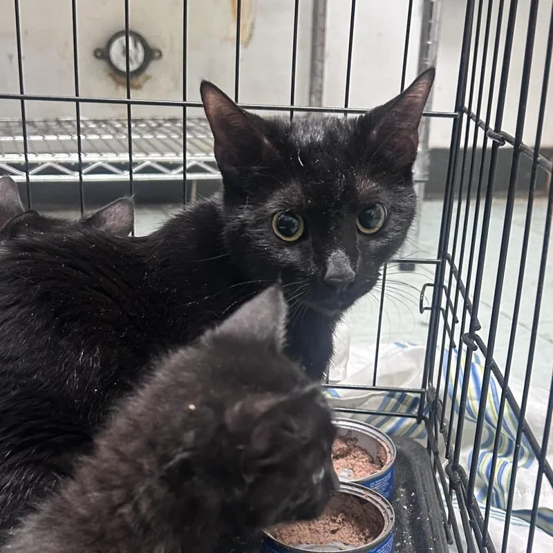 A young medium-sized female Black Domestic Short Hair cat named Raluna for adoption in Philadelphia, PA