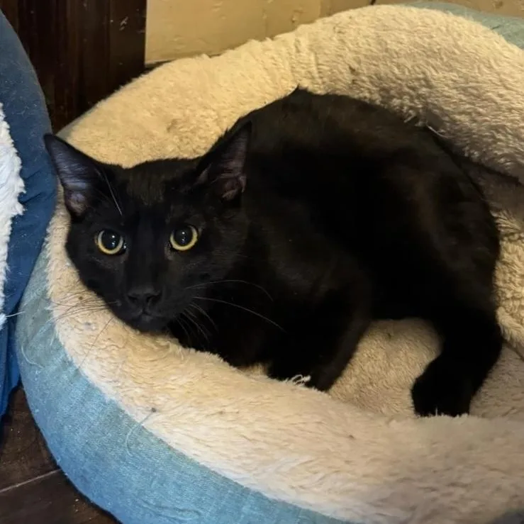 A young medium-sized male Black Domestic Short Hair cat named Benji for adoption in Warr Acres, OK
