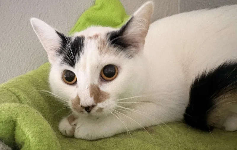 An adult medium-sized female Domestic Short Hair cat named S'mores Bar for adoption in Kansas City, MO