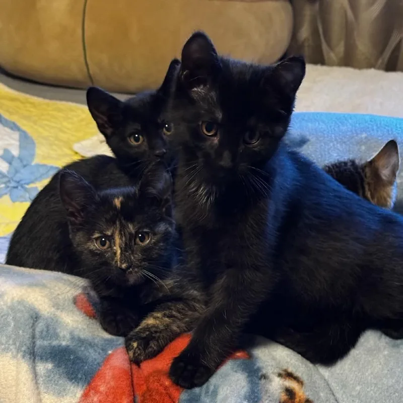 A baby small-sized female Tortoiseshell Domestic Short Hair cat named Frecklewish for adoption in Commerce City, CO