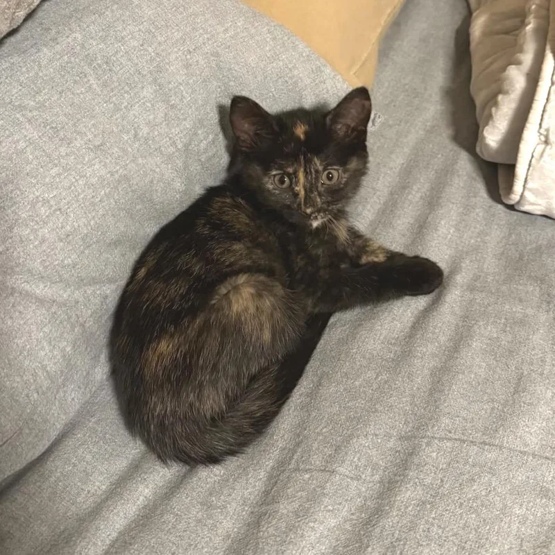 Frecklewish thumbnail 2