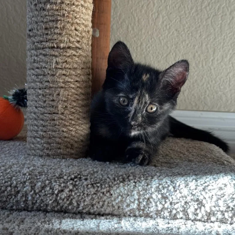 Frecklewish thumbnail 3