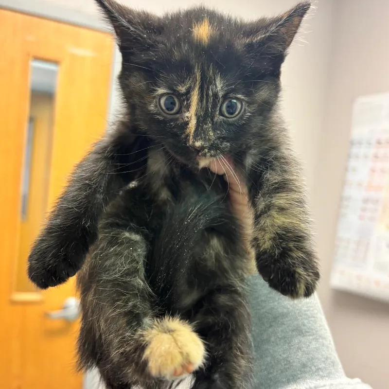 Frecklewish thumbnail 5