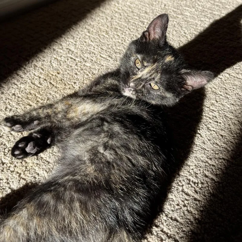 Frecklewish thumbnail 6