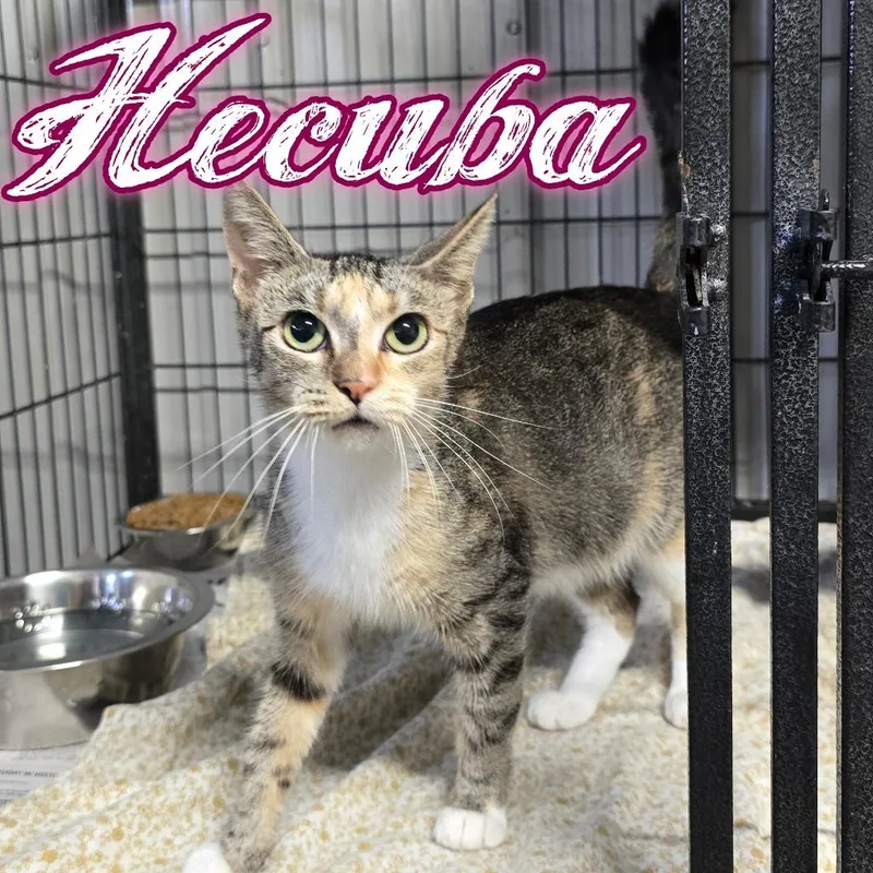 A young small-sized female Domestic Short Hair cat named Hecuba for adoption in Hillsboro, OH