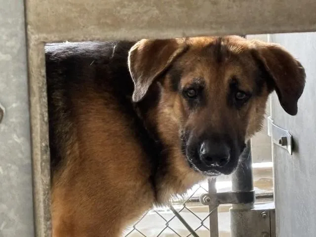 A young large-sized male German Shepherd Dog dog named Mighty for adoption in San Bernardino, CA