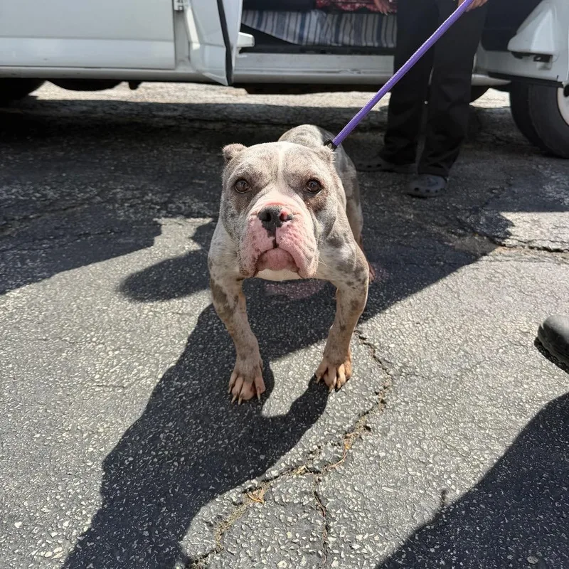 A young medium-sized female Gray / Blue / Silver Pit Bull Terrier dog named Valkyrie for adoption in Northbrook, IL