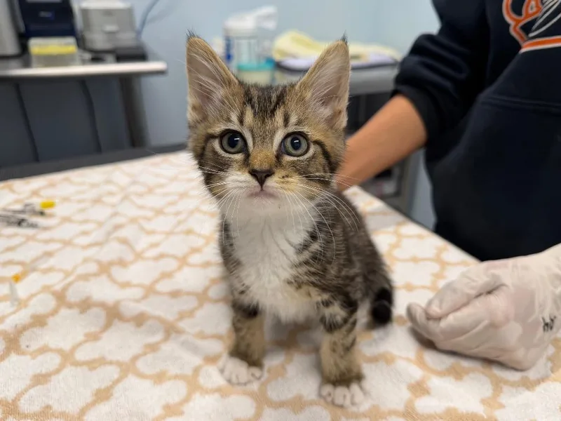 A baby medium-sized male Domestic Short Hair cat named Bugatti for adoption in Raleigh, NC