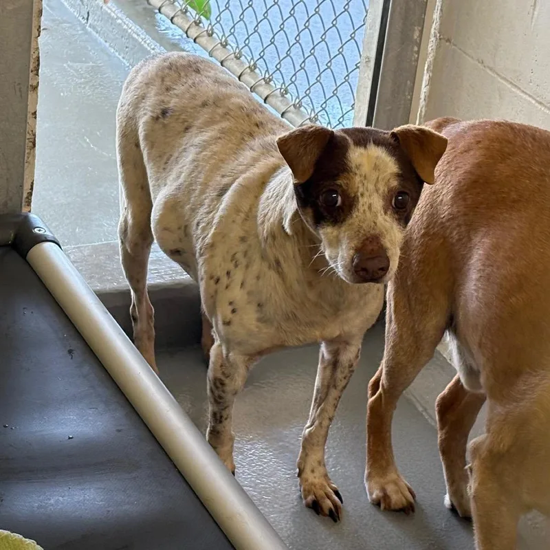 A senior medium-sized male White / Cream Feist dog named Journey for adoption in Morganton, NC