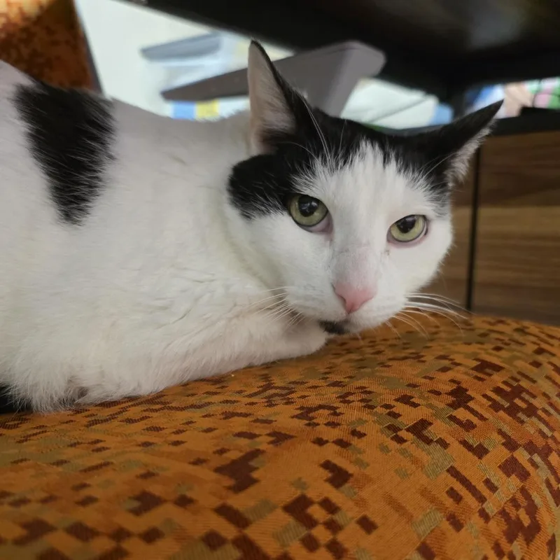A senior large-sized male White Domestic Short Hair cat named Mew for adoption in Oshkosh, WI