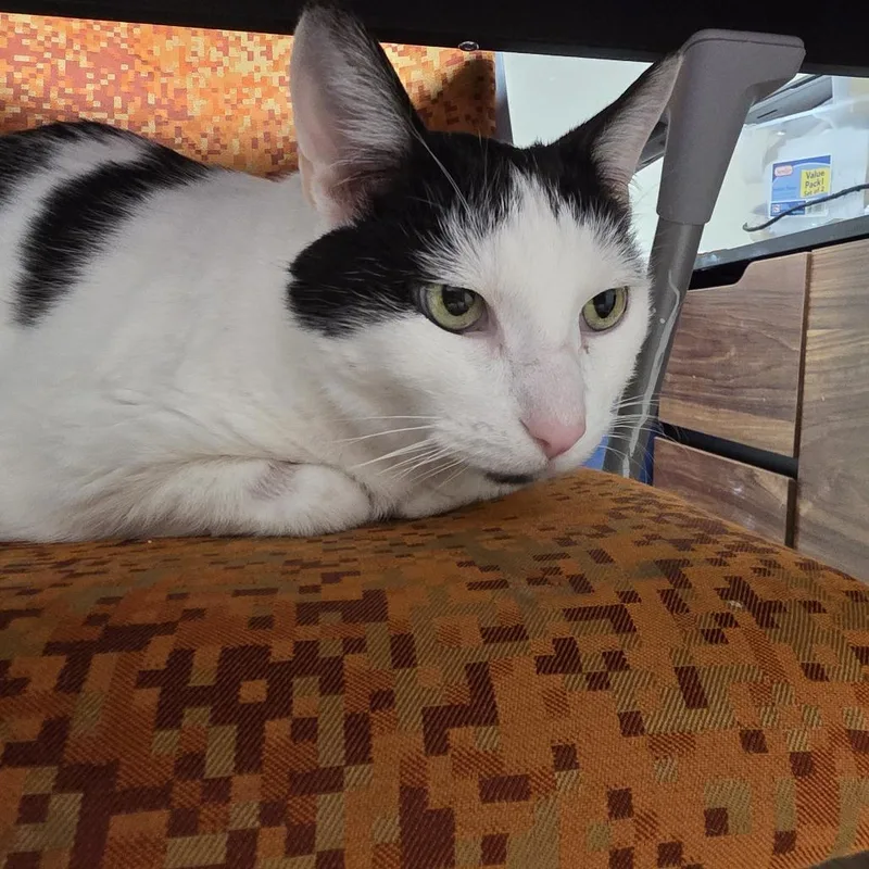 Mew thumbnail 2