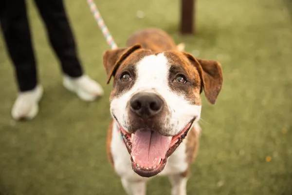 An adult medium-sized male Mixed Breed dog named Chili for adoption in Ridgewood, NY
