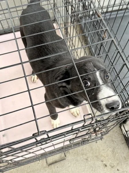 A baby medium-sized male Pointer dog named Raymond for adoption in Mobile, AL