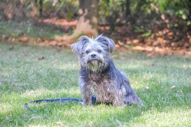 A young small-sized female Maltese dog named Pamela for adoption in Richmond, TX