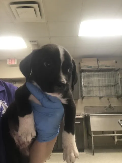 A baby small-sized male Labrador Retriever dog named Simon for adoption in Conroe, TX
