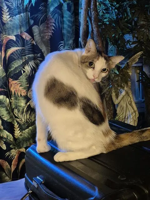 An adult medium-sized female Domestic Short Hair cat named Mia for adoption in San Antonio, TX