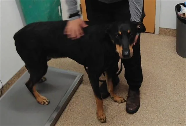 An adult extra large-sized male Doberman Pinscher dog named Zeus for adoption in Albuquerque, NM