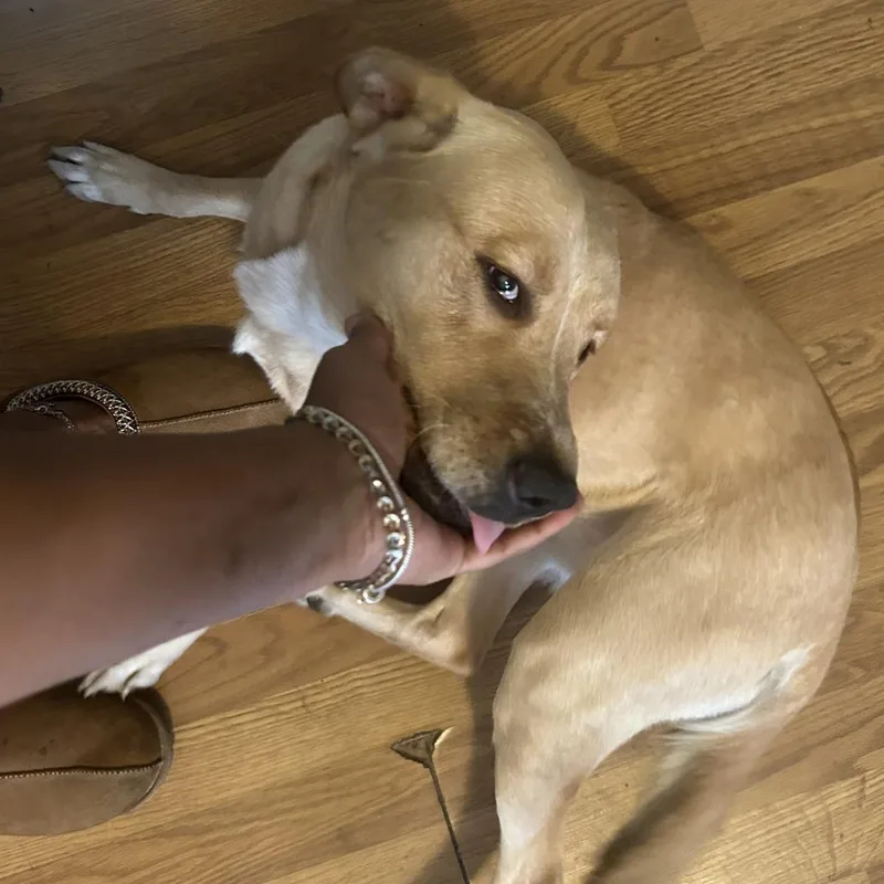 An adult large-sized female Yellow / Tan / Blond / Fawn Labrador Retriever dog named Roxy for adoption in Philadelphia, PA