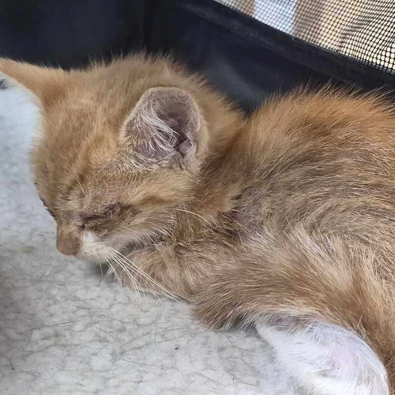 A baby small-sized female Orange / Red Domestic Short Hair cat named Chipotle for adoption in Cleveland, MS