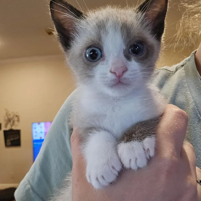A baby small-sized male White Domestic Short Hair cat named Sammy for adoption in Webster, TX