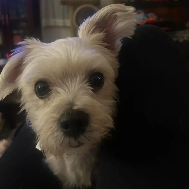 An adult small-sized female Yellow / Tan / Blond / Fawn Yorkshire Terrier dog named Tally for adoption in Martinsburg, WV