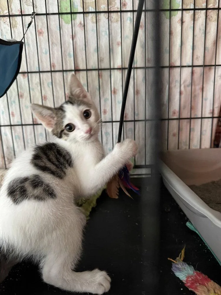 A baby small-sized male Gray & White Domestic Short Hair cat named Patrick for adoption in O'Fallon, MO