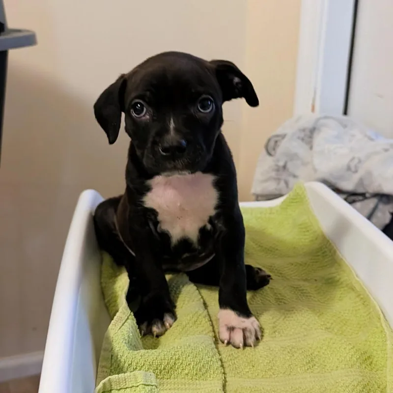 Mirabella thumbnail 2