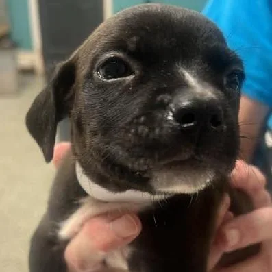 Mirabella thumbnail 3