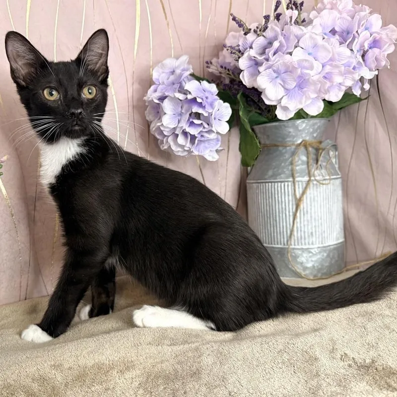A baby small-sized male Black & White / Tuxedo Domestic Short Hair cat named Frankie for adoption in Long Beach, MS