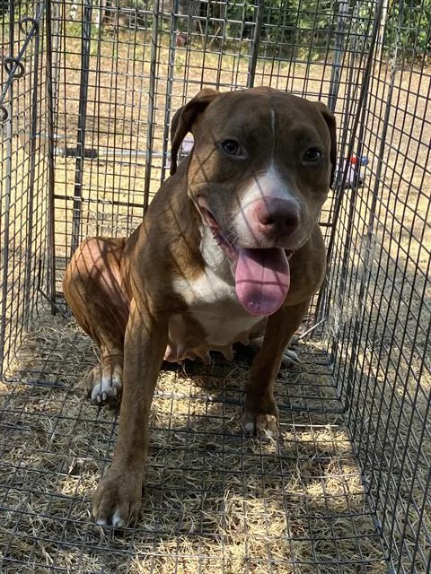 An adult large-sized female Mixed Breed dog named Zap for adoption in Dallas, TX