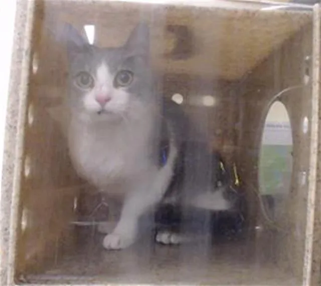 An adult small-sized female Domestic Short Hair cat named Freyja Moon for adoption in Denver, CO