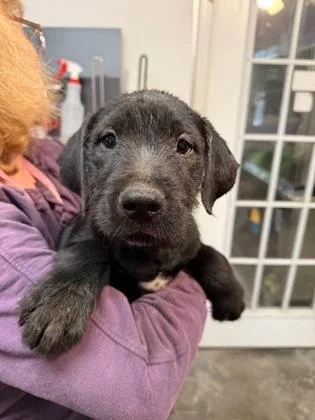 A baby small-sized male Mixed Breed dog named Liam for adoption in West Chester, PA