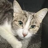 An adult medium-sized female Brown / Chocolate Domestic Short Hair cat named Frankie for adoption in Hilliard, OH
