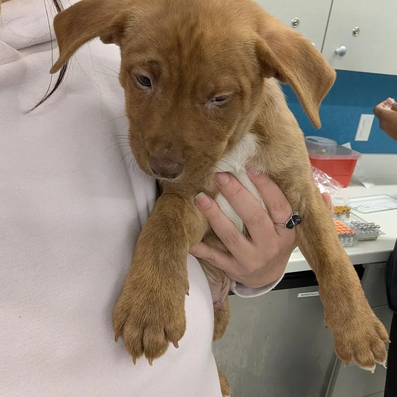 A baby small-sized male Brown / Chocolate Labrador Retriever dog named Axel for adoption in Winston Salem, NC