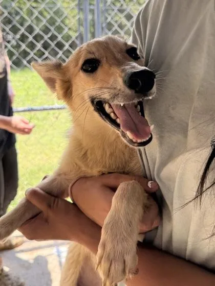 A young small-sized male Apricot / Beige Mixed Breed dog named Coconut for adoption in Georgetown, SC