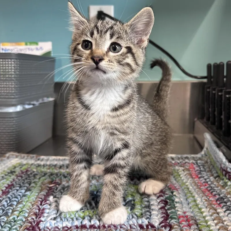 A baby small-sized male Brown / Chocolate Domestic Short Hair cat named Apollo for adoption in Mount Vernon, IN