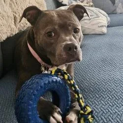 An adult medium-sized female Gray / Blue / Silver Mixed Breed dog named Lily for adoption in Hobe Sound, FL