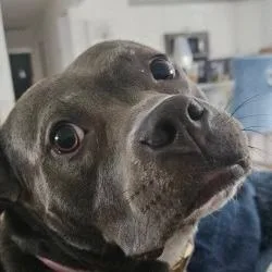 Lily thumbnail 3